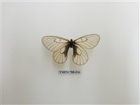 藏品(中國蝴蝶)的圖片